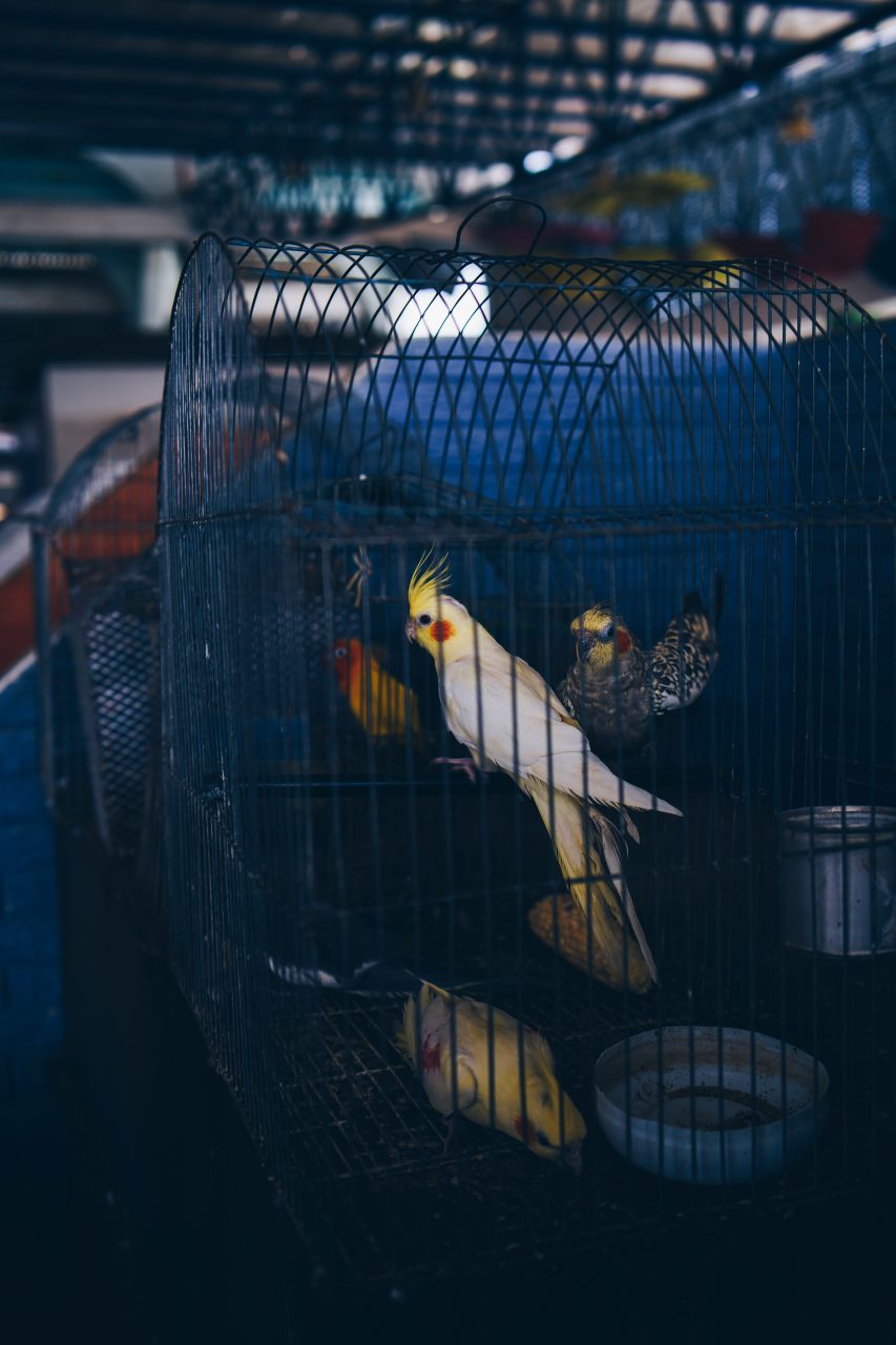 Crónica de una muerte anunciada