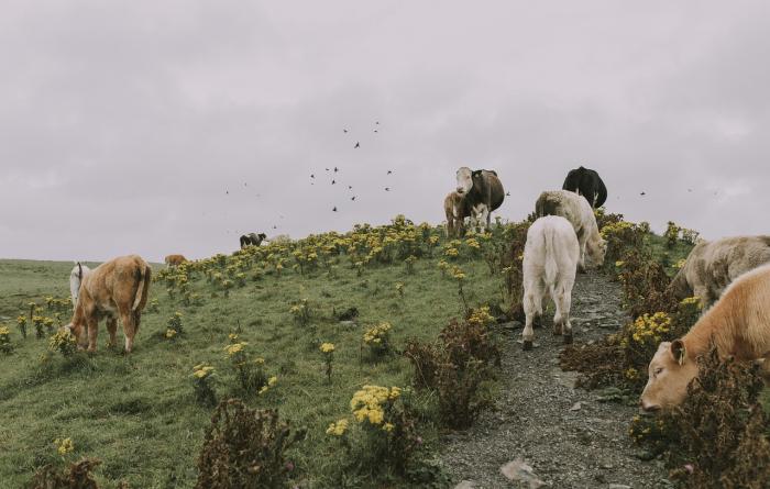García Márquez y las vacas