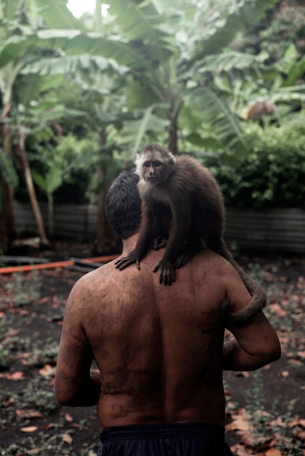 Lalo, el mono que adivina los sueños de los humanos