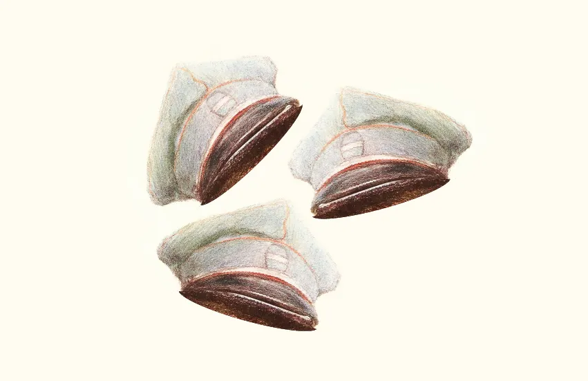 Aracataca - En el corazón de Macondo, un viaje con Aureliano Buendía